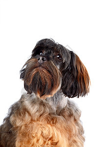 装饰狗狗的肖像图片