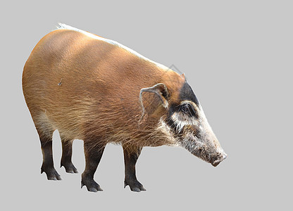 红河猪哺乳动物小猪眼袋红色鼻子公猪动物小憩猪肉鼠属图片