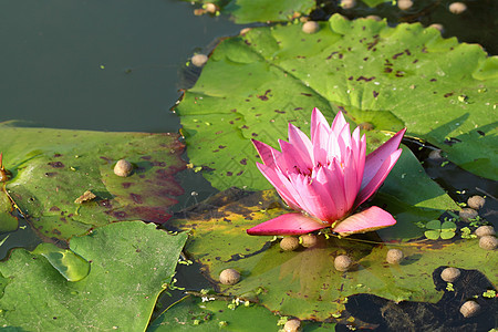 粉红莲叶子百合卡片水池植物花园冥想荷花季节美丽图片