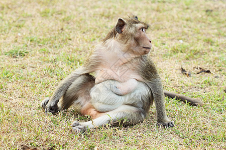 草上的猴子平底锅动物动物园手表生物毛皮成人场地热带头发图片