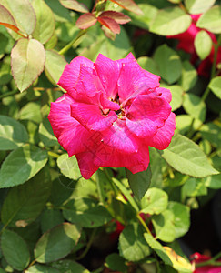 红玫瑰花园艺生日庆典叶子花瓣花束树叶墙纸植物群公园图片