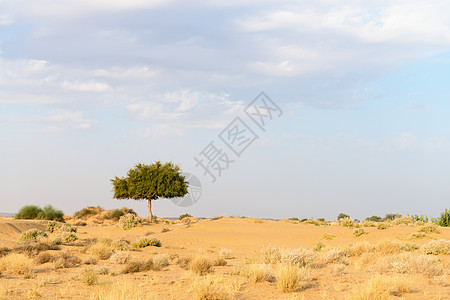 沙漠中一棵rhejri树 隐蔽的阴云天空图片