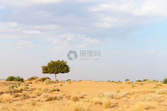 沙漠中一棵rhejri树 隐蔽的阴云天空图片