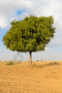 沙漠中一棵rhejri树蓝色晴天生态灌木气候国家植物环境图片