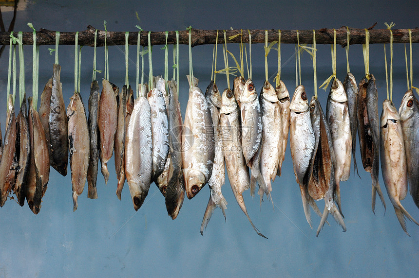 干燥过程中挂在了牛奶鱼身上太阳熏制钓鱼尾巴盐渍小吃美食午餐渔夫烹饪图片
