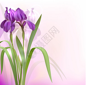 紫色伊丽丝花植物群季节设计插花植物学花头花期柔软度花艺叶子图片