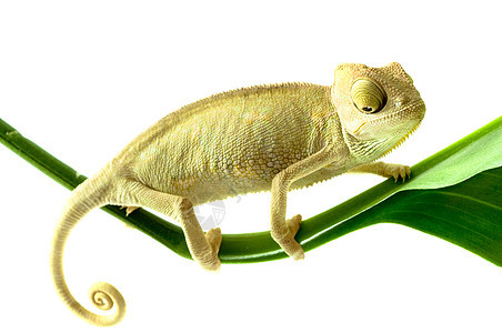 变色叶子动物绿色爬虫背景图片