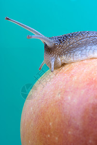 红苹果上的钉子花园螺纹绿色红色鼻涕虫螺旋蠕变天线牛角蜗牛图片