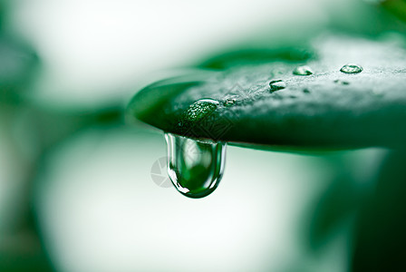 水滴植物群绿色植物学飞沫植物背景图片