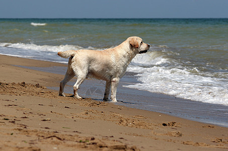 仰望海洋的黄黄色拉布拉多晴天天空黄色猎犬朋友宠物幸福波浪海滨白色图片
