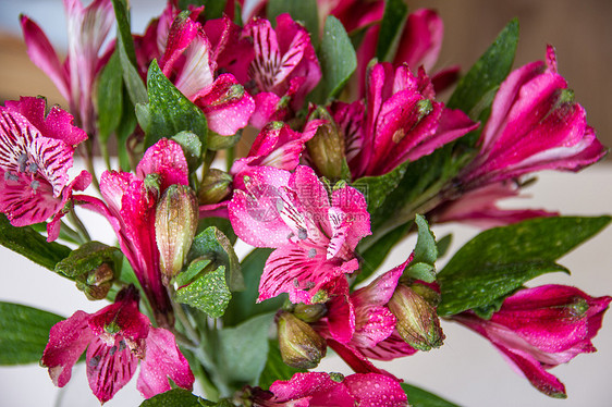 阿尔斯特罗梅花花植物群植物粉色花园宏观库存花瓣图片