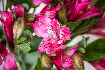 阿尔斯特罗梅花花宏观花瓣花园粉色植物群植物库存图片