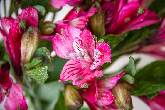 阿尔斯特罗梅花花宏观花瓣花园粉色植物群植物库存图片