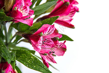阿尔斯特罗梅花花花园宏观库存花瓣植物群粉色植物图片