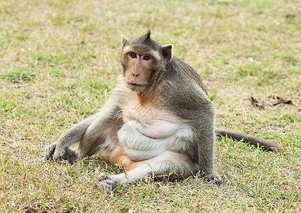 草上的猴子手表哺乳动物猕猴森林荒野生物场地毛皮灵长类动物园图片