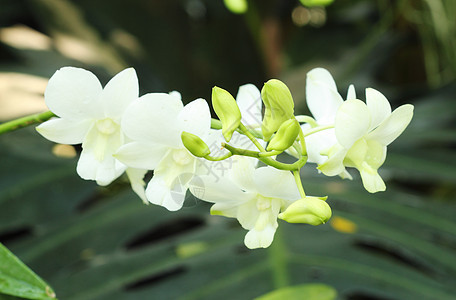 美丽的白兰花岩石花朵植物群植物叶子温泉礼物异国花瓣兰花图片