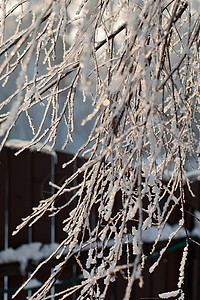 寒冬的压抑进入寒冷的下午国家花园魔法环境暴风雪车道森林水晶天空松树图片