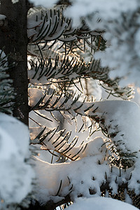 寒冬的压抑进入寒冷的下午花园天空水晶暴风雪魔法场景季节国家松树场地图片