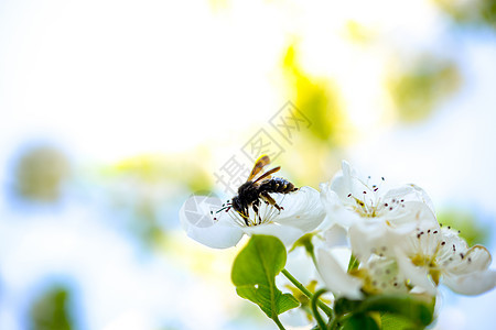 花朵上的蜜蜂动物天空叶子昆虫荒野植物宏观橙子熊蜂花瓣图片