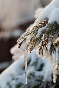 寒冬的压抑进入寒冷的下午暴风雪公园松树天气魔法日落画报环境国家冻结图片