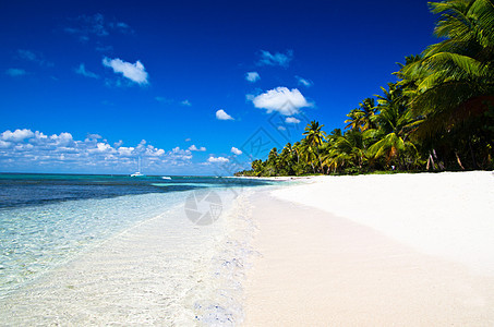 海滩和棕榈树晴天蓝色支撑植物海浪阳光旅行叶子热带假期图片