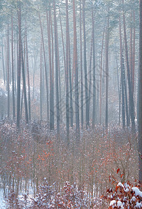冬季森林树干冻结松树山毛榉林地树木季节小路场景木头图片