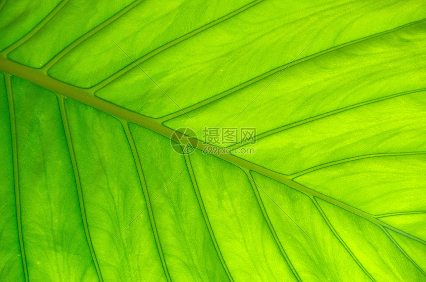 叶叶结构环境绿色脉络植物戏剧性生态生长植物群叶子光合作用图片