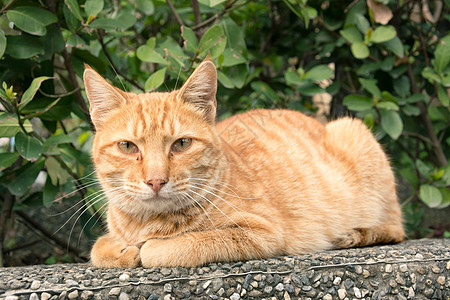 城市猫动物流浪毛皮哺乳动物水平小猫猫科动物寂寞荒野猫咪图片