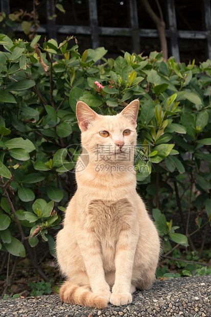 城市猫流浪哺乳动物手表猫科动物动物寂寞小猫公园毛皮街道图片