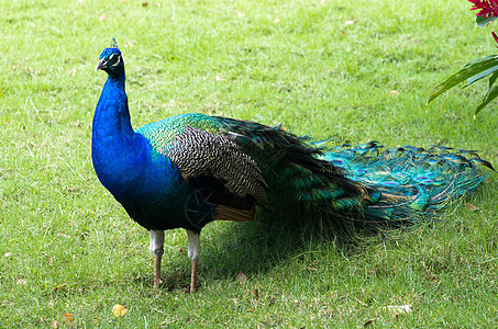 带羽毛的孔雀男性蓝色跳舞展览野生动物动物仪式尾巴绿色脖子图片