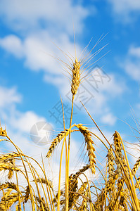密密的麦子小麦天空季节植物耳朵土地国家农田收成农场图片