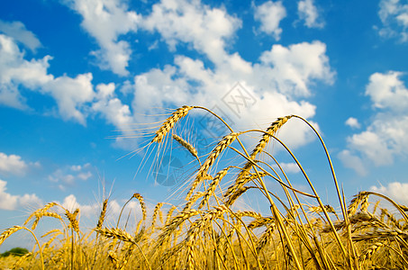 密密的麦子天空农场玉米金子稻草农田粮食场景植物面包图片