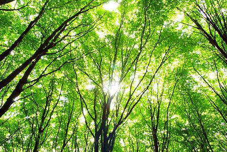 性质背景季节晴天木头小路绿色风景太阳光途径射线森林图片