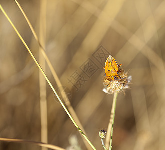 干花上的昆虫环境寒意甲虫漏洞草原植物群花园条纹季节植物学图片
