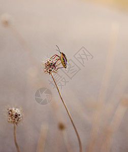 昆虫夫妻条纹气氛花园草地季节植物学植物环境植物群图片
