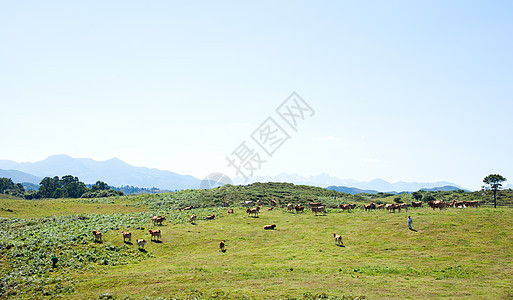 牛群放牧绿色草本植物草地乳房草原黑色水平牛奶牧场土地图片