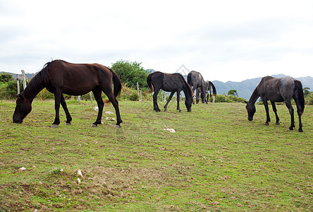 放牧的马群血统宠物波峰行动速度动物乡村舞步力量动物群图片