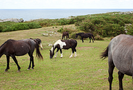 放牧的马群波峰耳朵全景男性马术动物群鬃毛舞步乡村自由图片