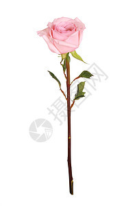 白色的单粉红玫瑰图片