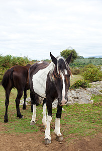 放牧的马群宠物耳朵血统乡村动物群力量自由全景成人行动图片