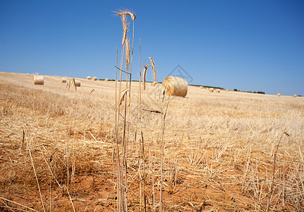 开小麦耳朵晴天天空营养粮食蓝色场地食物国家麦田培育图片