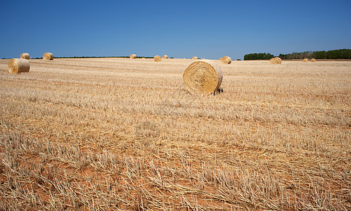 开小麦耳朵农田食物培育面粉农场国家营养麦田天空晴天图片