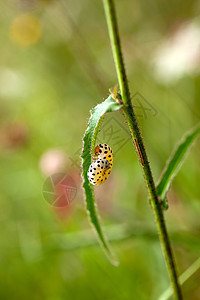 虫午餐毛虫害虫叶子昆虫幼虫宏观蚯蚓寄生虫生物图片
