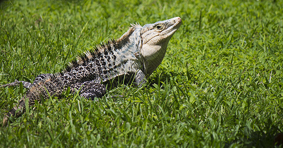 Iguanidae非常大的回头看在短草中图片