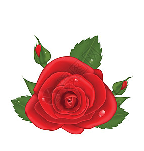 白色背景上隔绝的红玫瑰花瓣绿色风格植物红色香气装饰插图植物群叶子图片