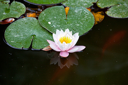 仅含水忍者福利花冠红色植物学漂浮白色叶子香水黄色图片