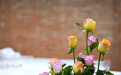玫瑰花团植物群花束花店荆棘红色粉色白色玫瑰黄色树叶图片