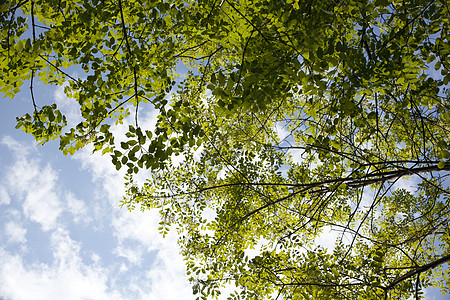休假假期多云树叶叶子天空绿色图片