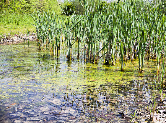 Flambro生物群落 复发乡村弹簧沼泽池塘湖水绿色栖息地农业树木地下水图片