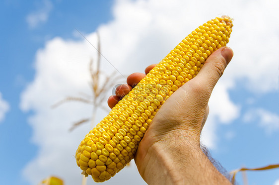 手头有新鲜的金玉米粮食环境蓝色食物核心棒子早餐农村文化收成图片